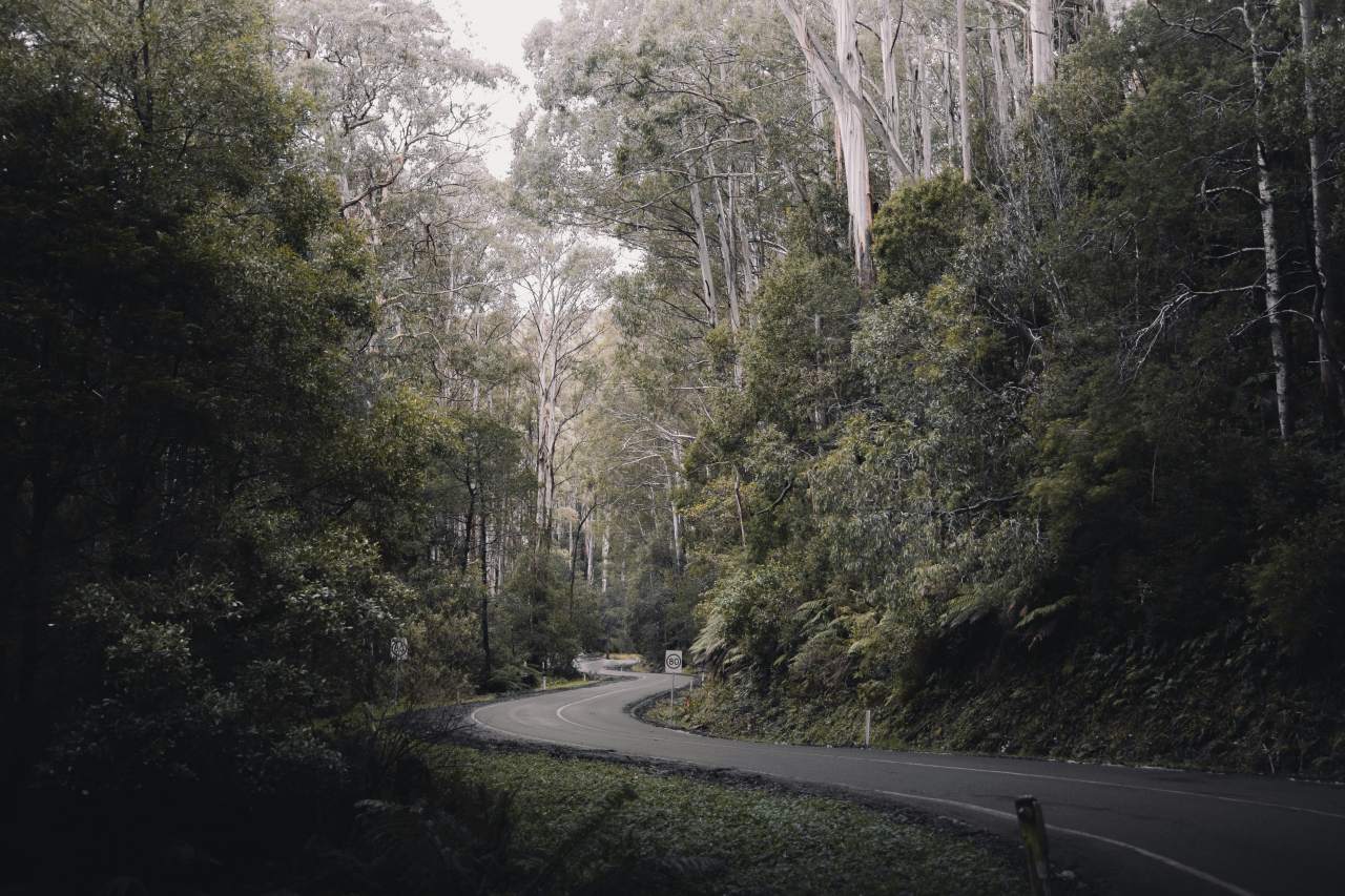 A winding forest road in Australia.