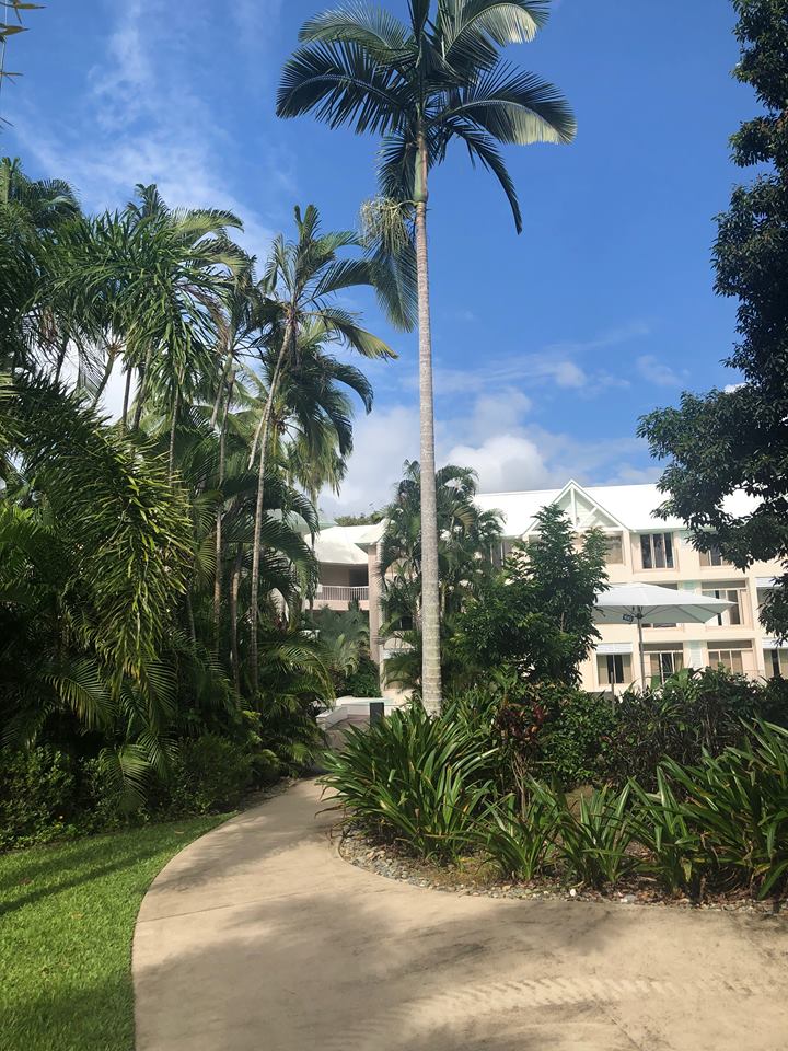A palm tree at Port Douglas