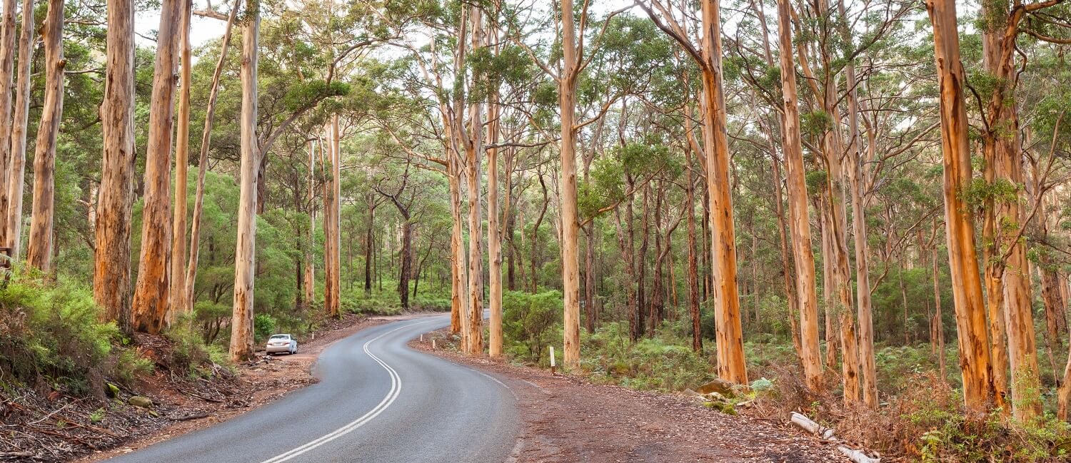 The Caves Road winds through the Boranup Karee Forest near the town of Margaret River
